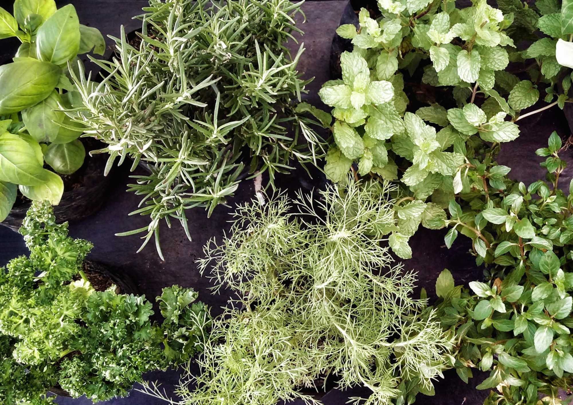 simple herbs to grow at home